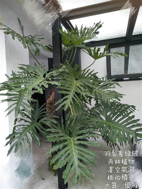 羽裂蔓綠絨風水|【羽裂蔓綠絨風水】熱門植栽明星最愛種 